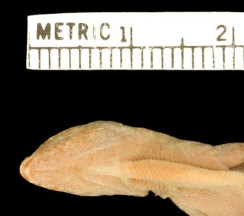 Media type: image;   Herpetology R-21962 Aspect: head ventral